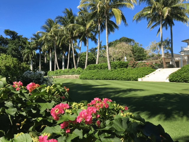 tropical landscape featuring vibrant pink flowers in the foreground