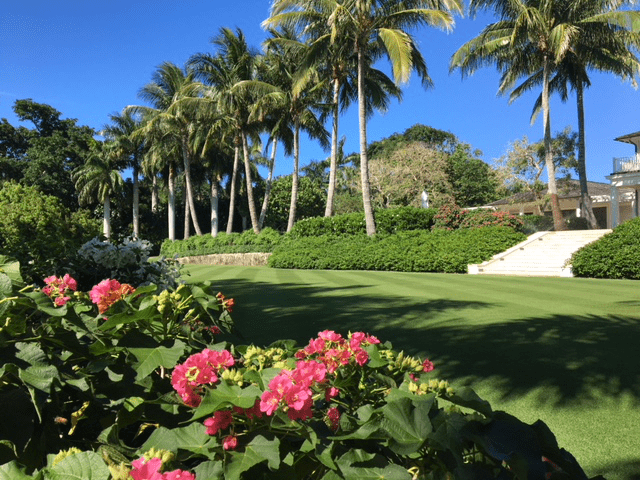 tropical landscape featuring vibrant pink flowers in the foreground