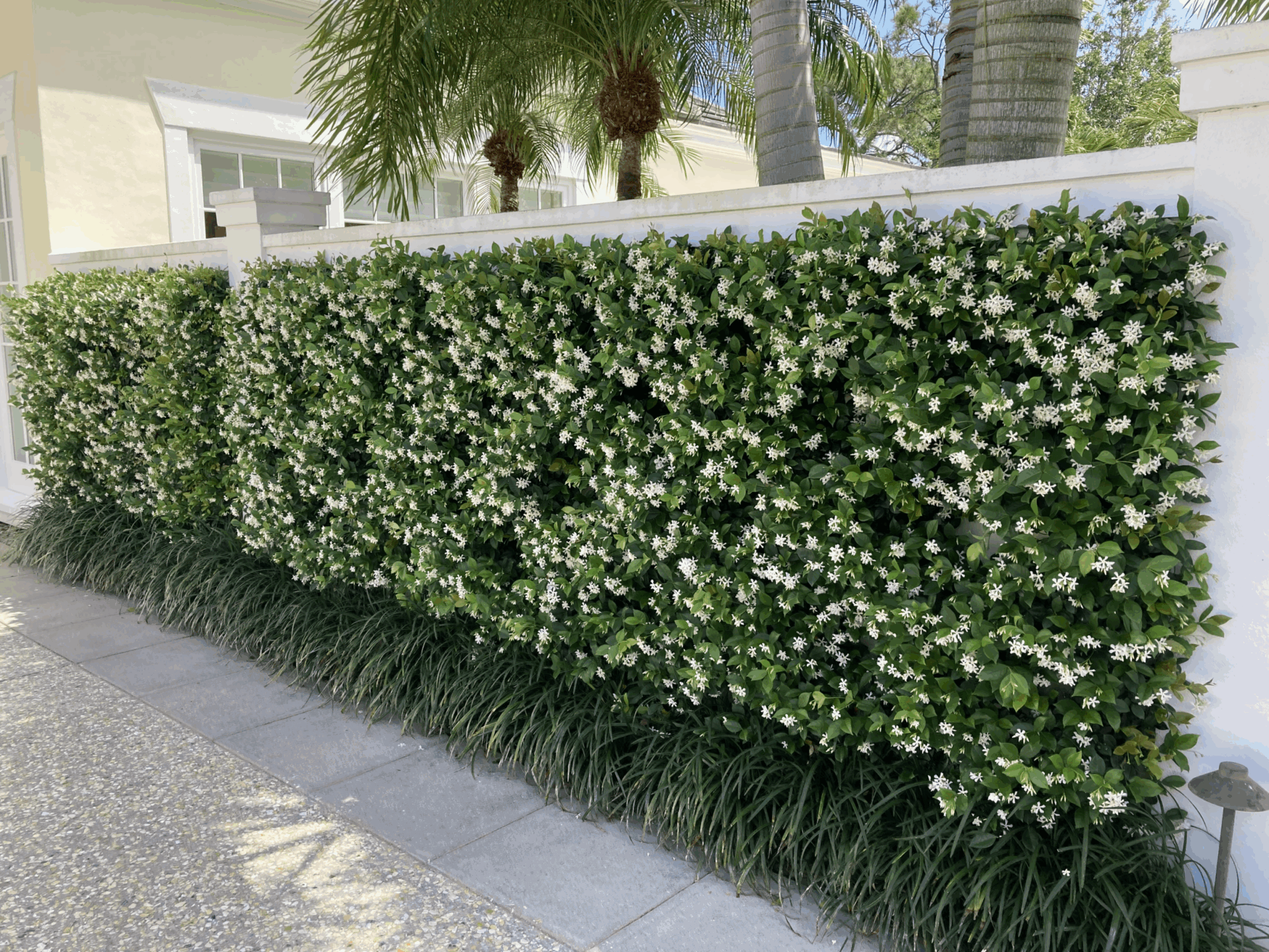 A lush jasmine hedge with white flowers lines a walkway, adjacent to a building with windows, surrounded by palm trees and greenery.