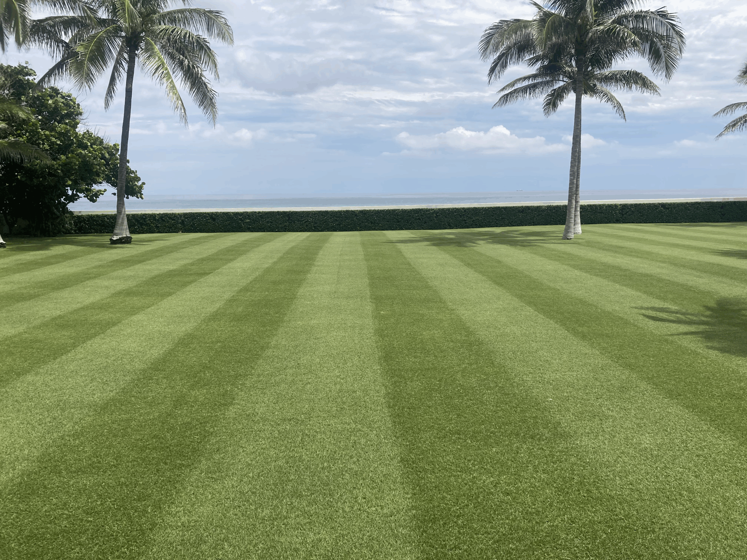 A neatly mowed lawn with two palm trees overlooking a serene ocean, under a cloudy sky.