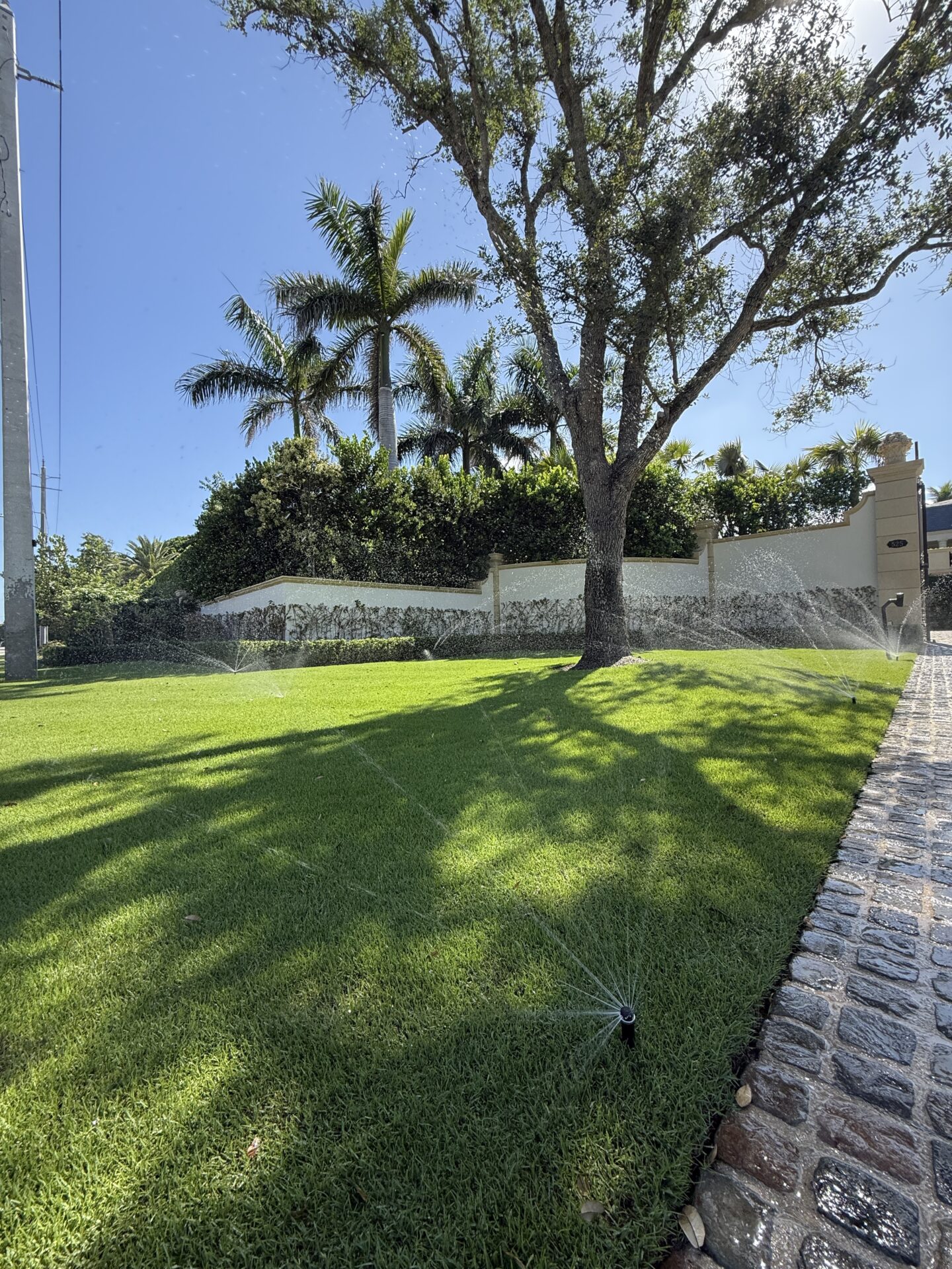 Lush green lawn with sprinklers and palm trees. Brick path beside a wall with a tree and clear blue sky in the background.
