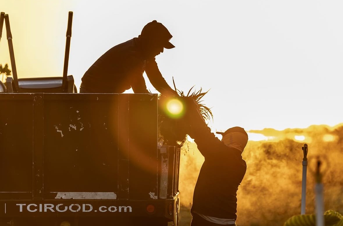 Workers at sunrise loading landscaping materials into a TCIROOD truck