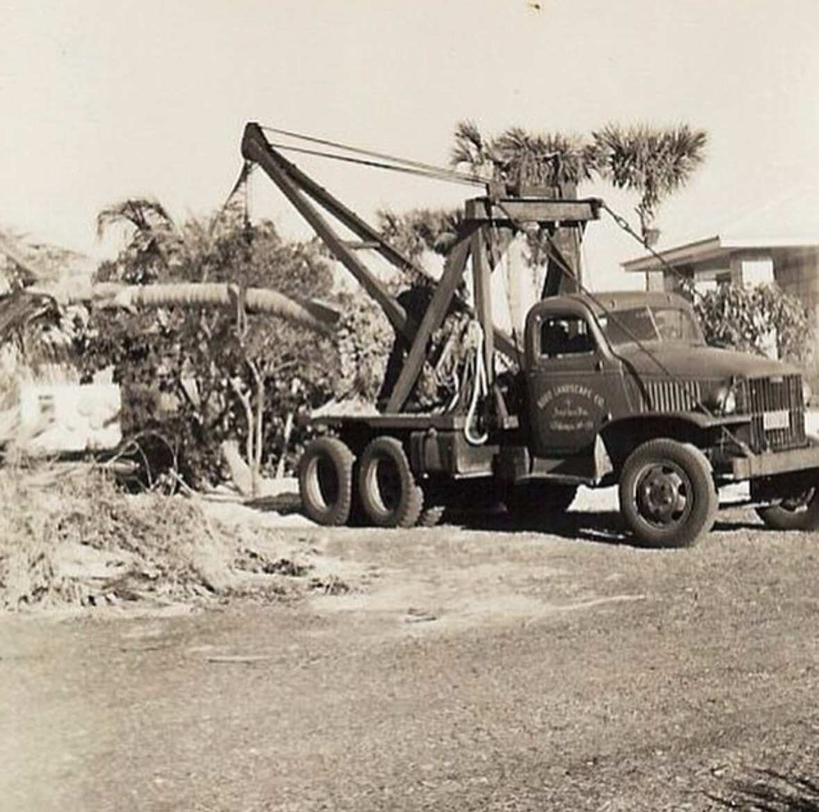 Vintage black-and-white photo of an old truck-mounted crane lifting a large palm tree during a landscape installation