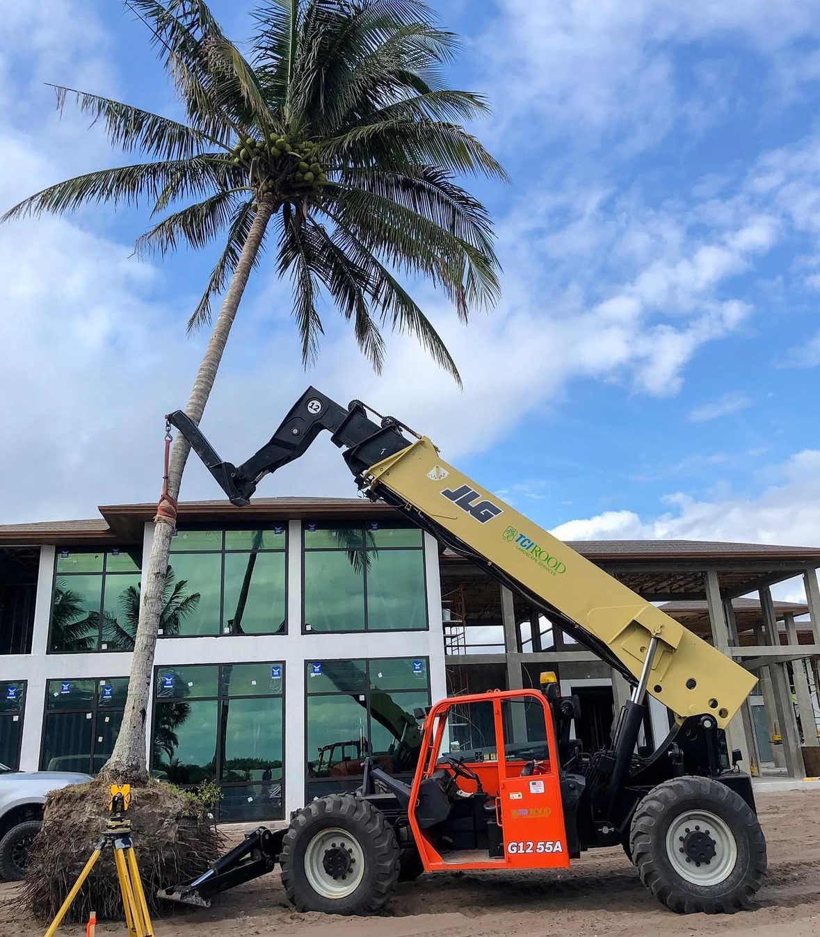 lifting and positioning a large palm tree