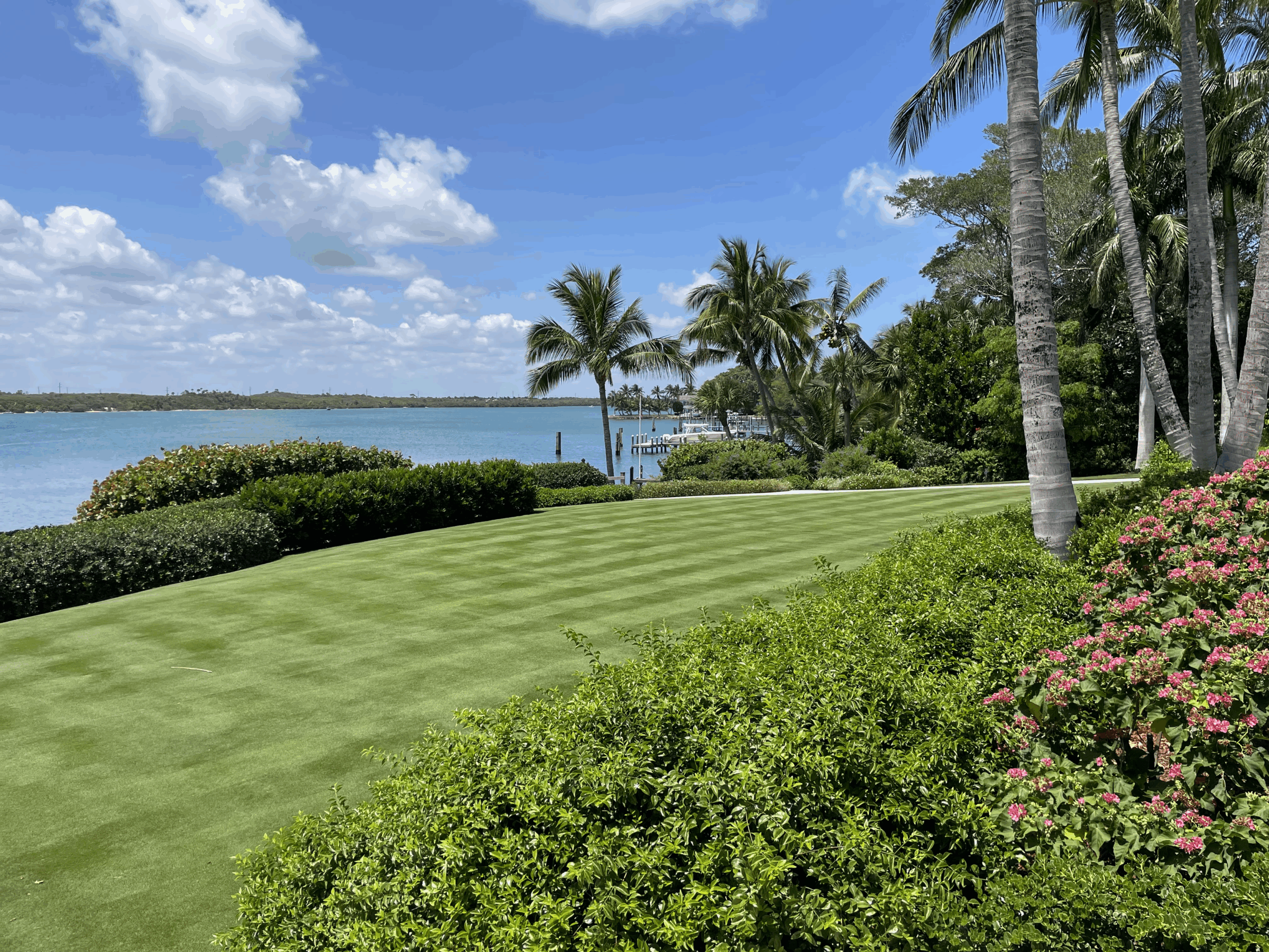 Lush green lawn with palm trees and pink flowers by a calm lake under a blue sky with clouds; serene natural landscape.