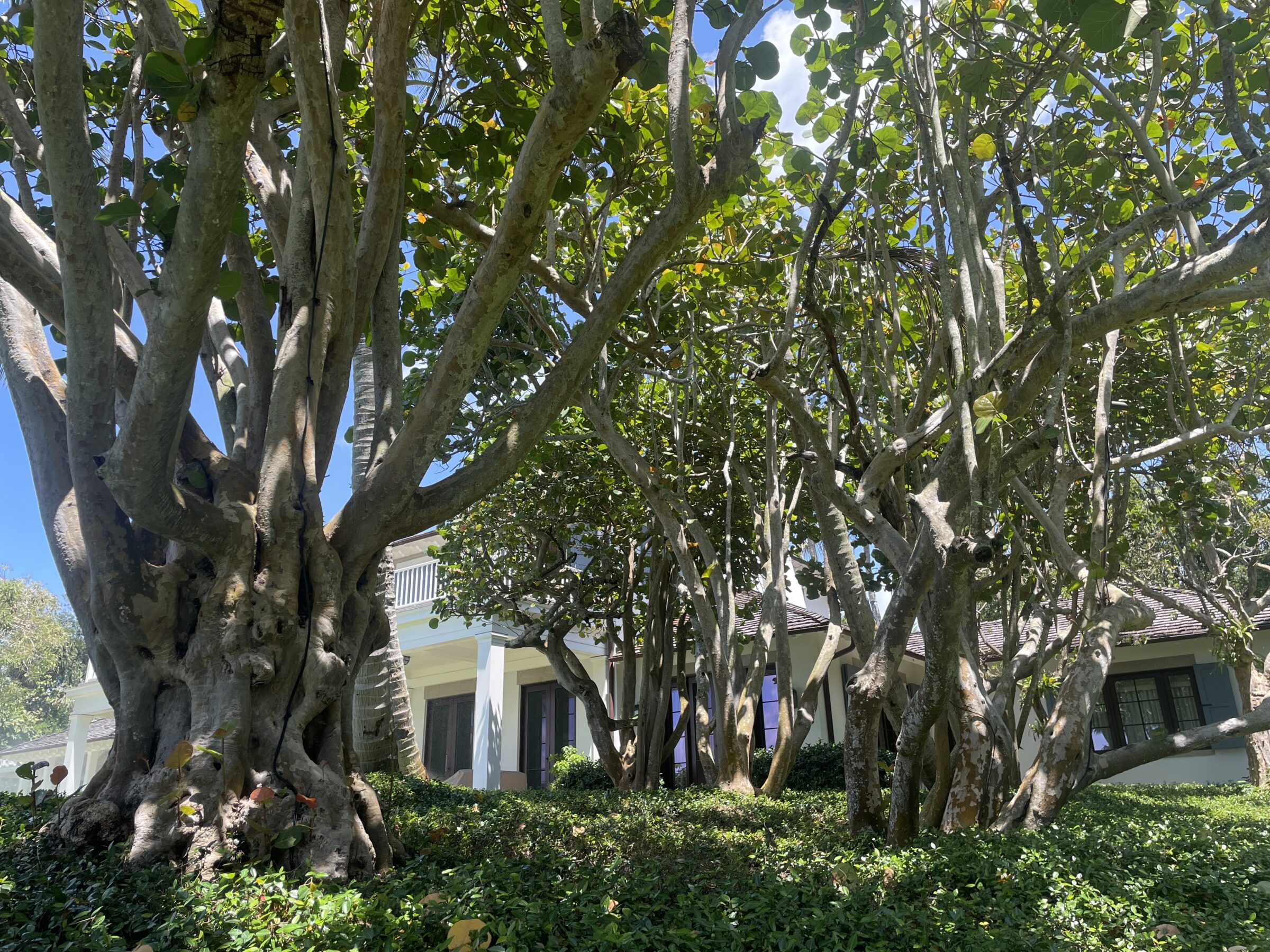 Lush garden with large intertwined trees in front of a white building with columns and dark windows under a clear, blue sky.