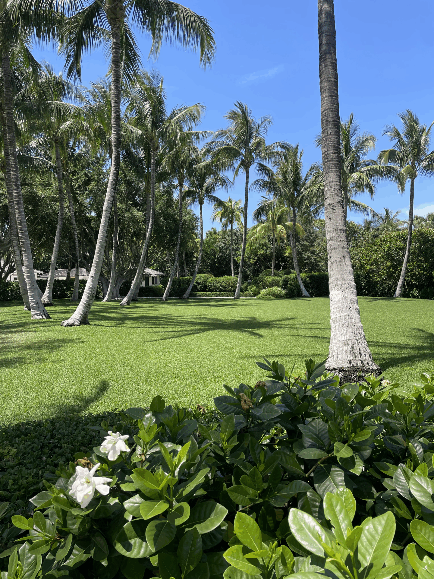 Tropical landscape featuring tall palm trees, lush green grass, and a small building partially obscured by foliage under a clear blue sky.