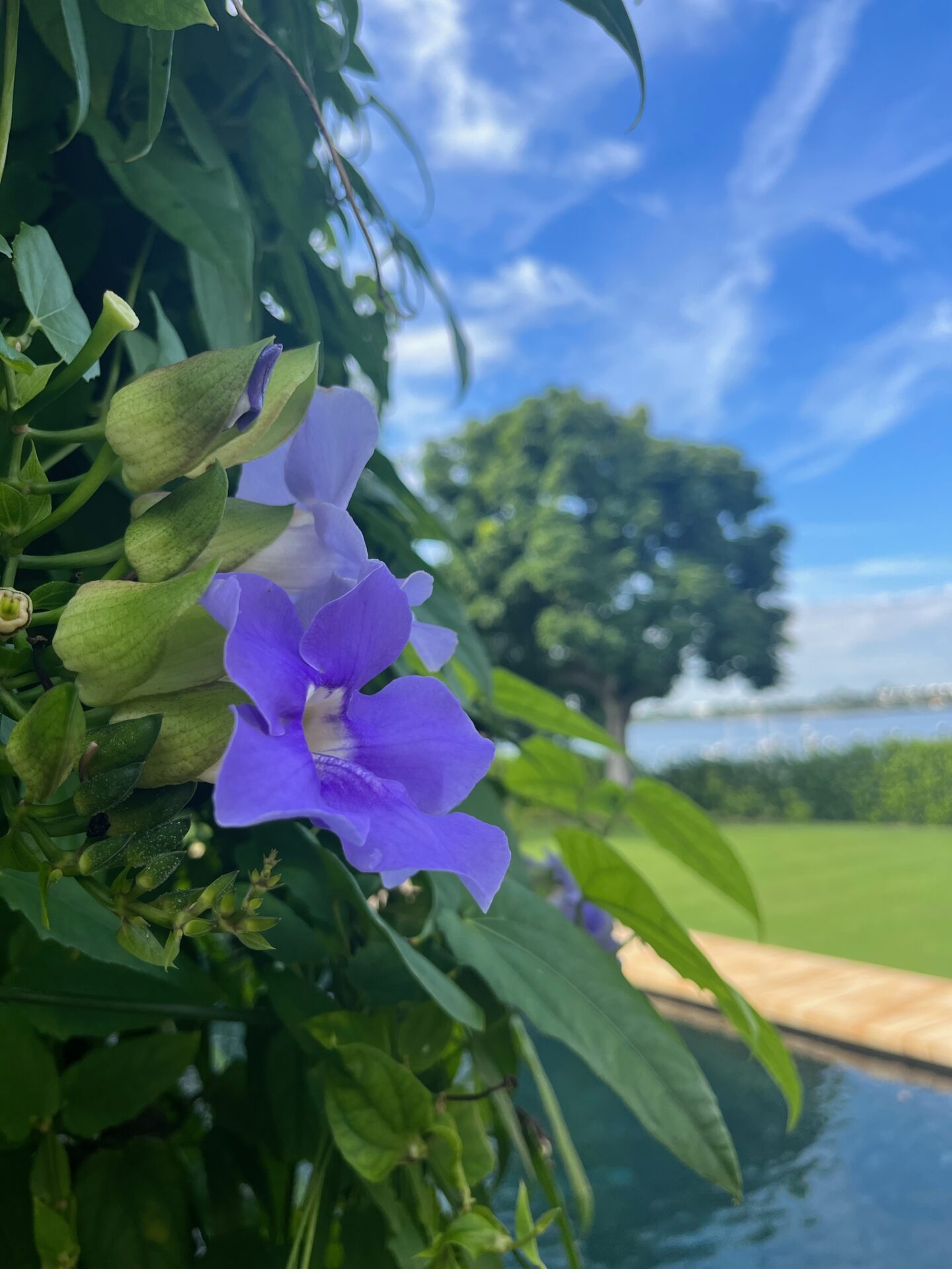 Purple flowers and lush greenery overlook a pool, with a tree and body of water in the background under a clear blue sky.