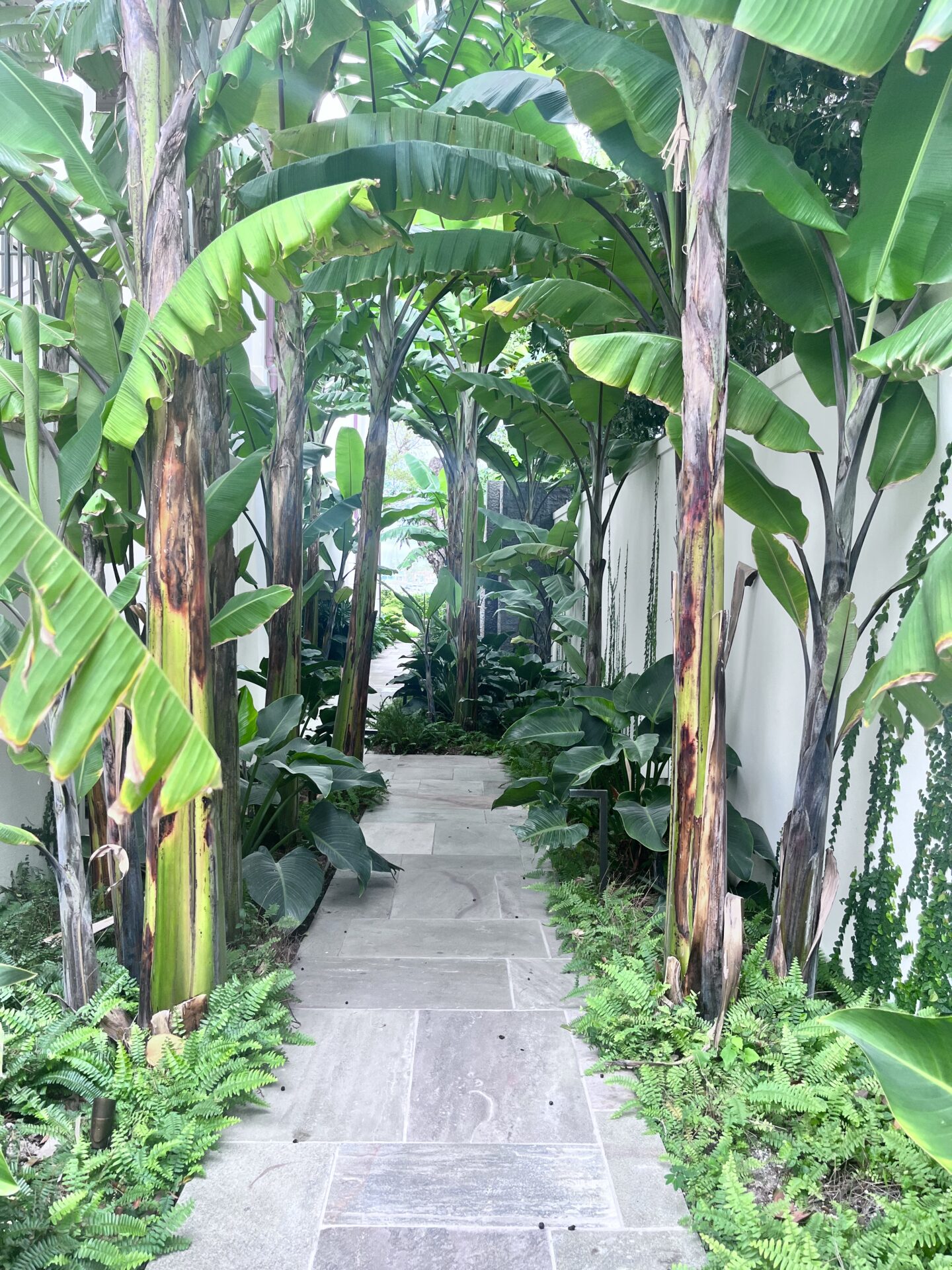 A stone pathway is flanked by tall banana trees and vibrant green ferns, creating a lush, tropical atmosphere in a narrow garden setting.