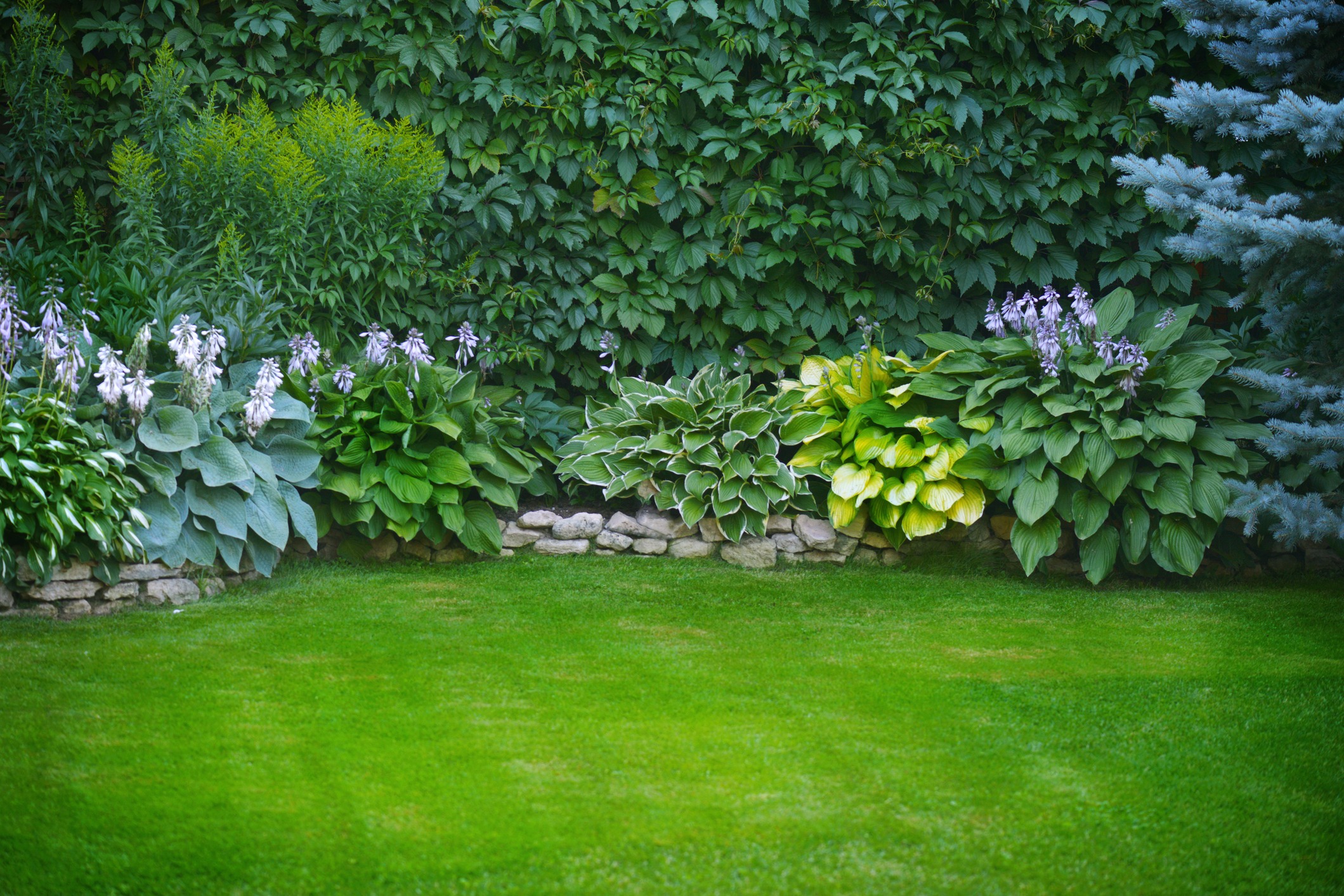 A lush garden with vibrant hostas, a stone border, dense green foliage, and a neatly manicured lawn creates a tranquil natural setting.