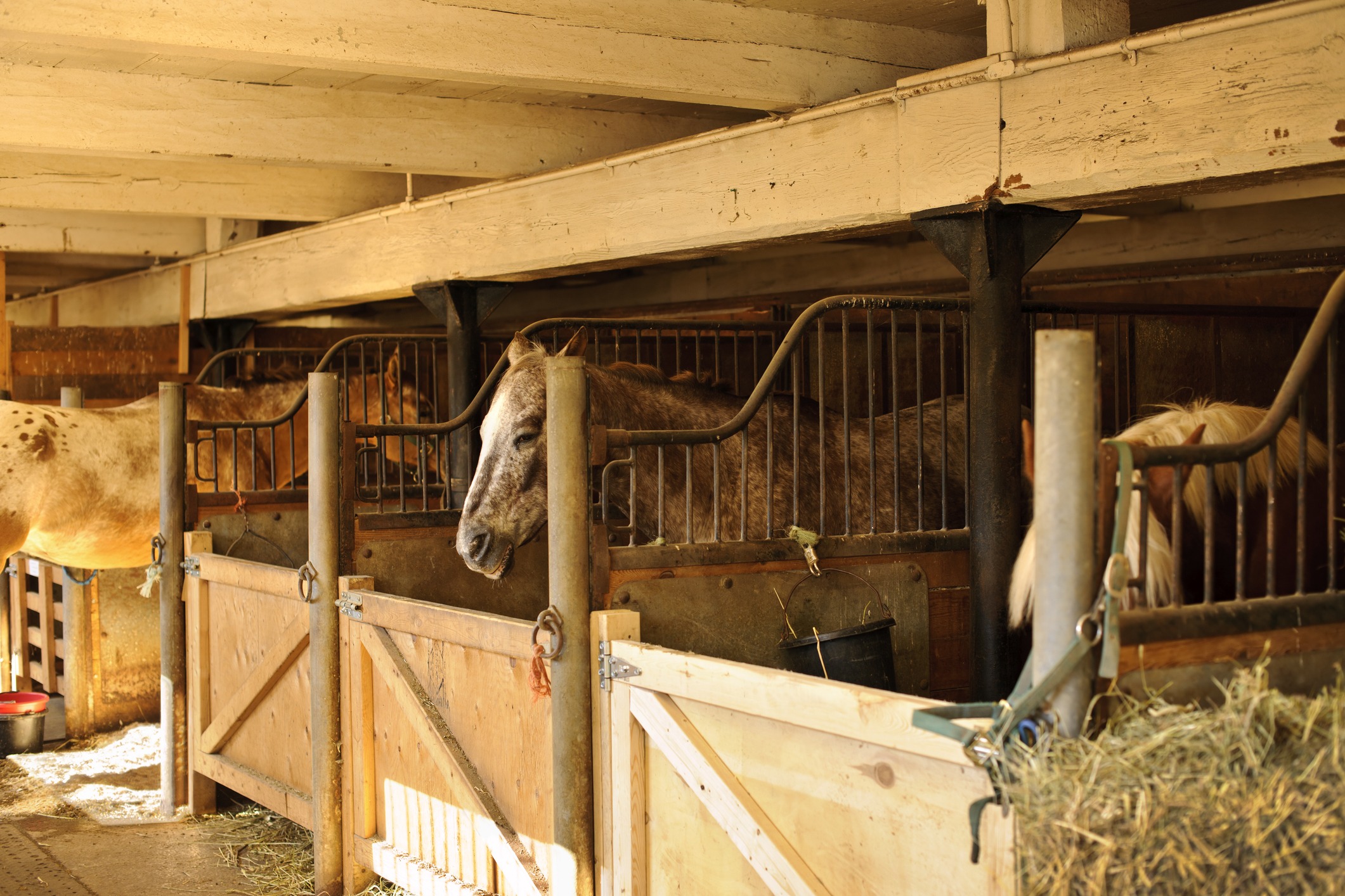 Wooden horse stable interior with several horses standing in individual stalls, illuminated by warm sunlight and surrounded by hay-filled feeders.