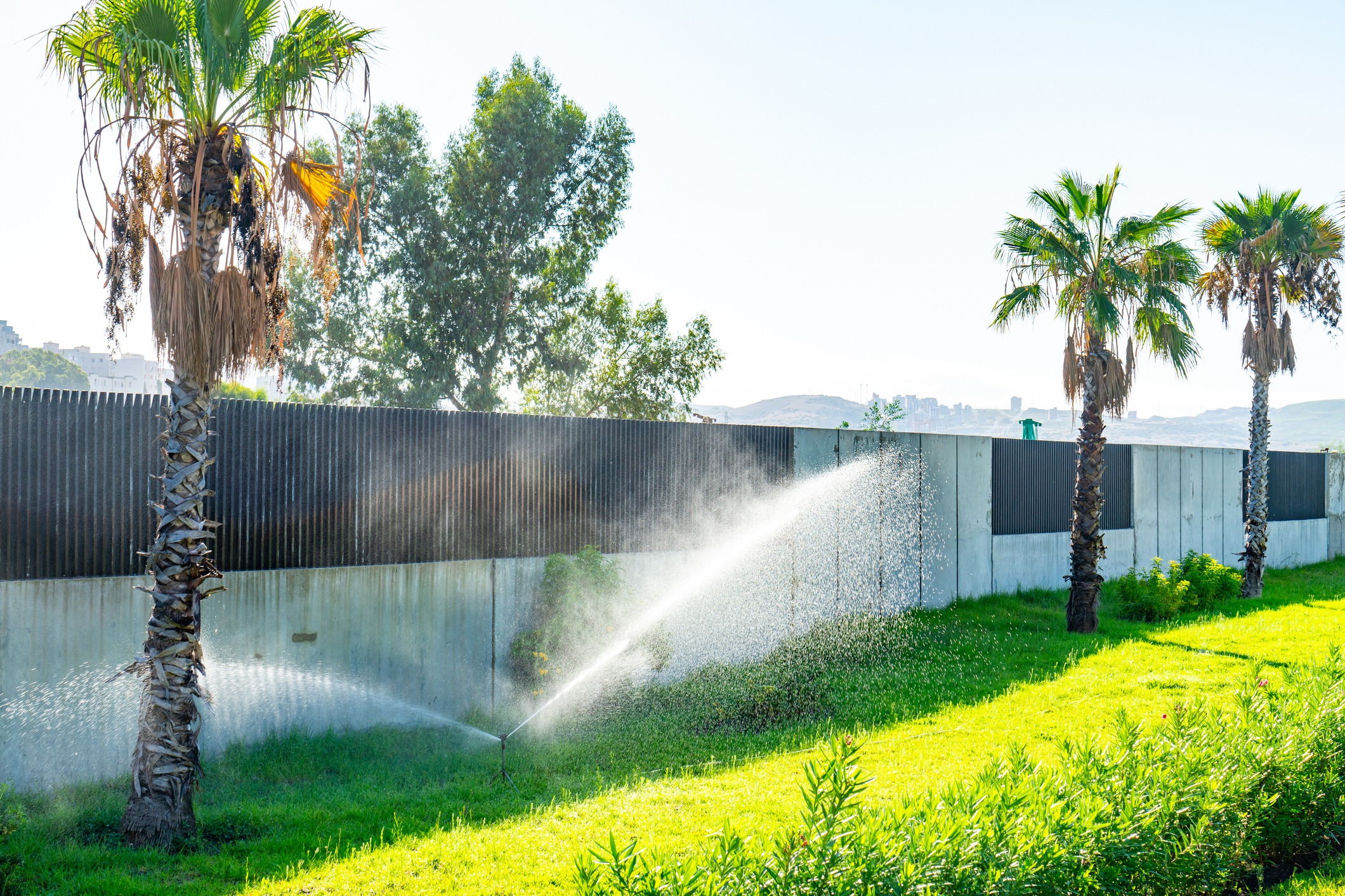 Palm trees and a lush green lawn are being watered by sprinklers, beside a concrete wall under a clear blue sky.