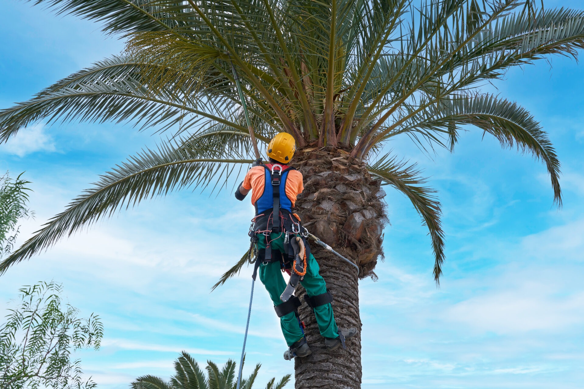 A person wearing safety gear climbs a tall palm tree against a bright blue sky, surrounded by green foliage.