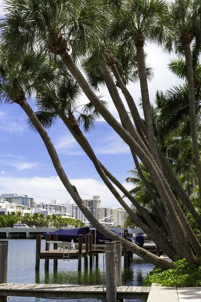 Tall palm trees by a waterfront dock, with boats and a city skyline in the background under a clear, sunny sky.