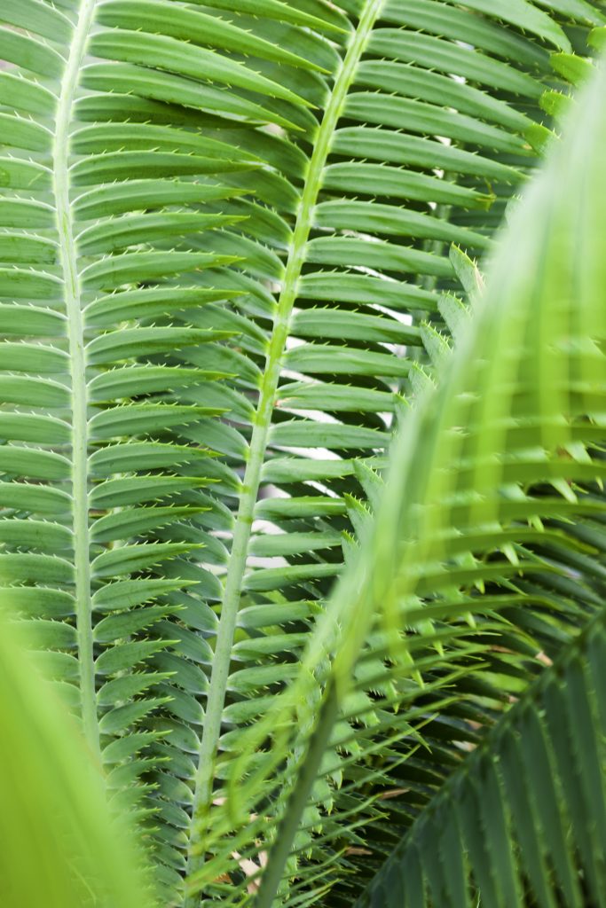 Lush green fern leaves overlapping, displaying intricate textures and patterns in a close-up view, creating a natural, vibrant tropical scene.