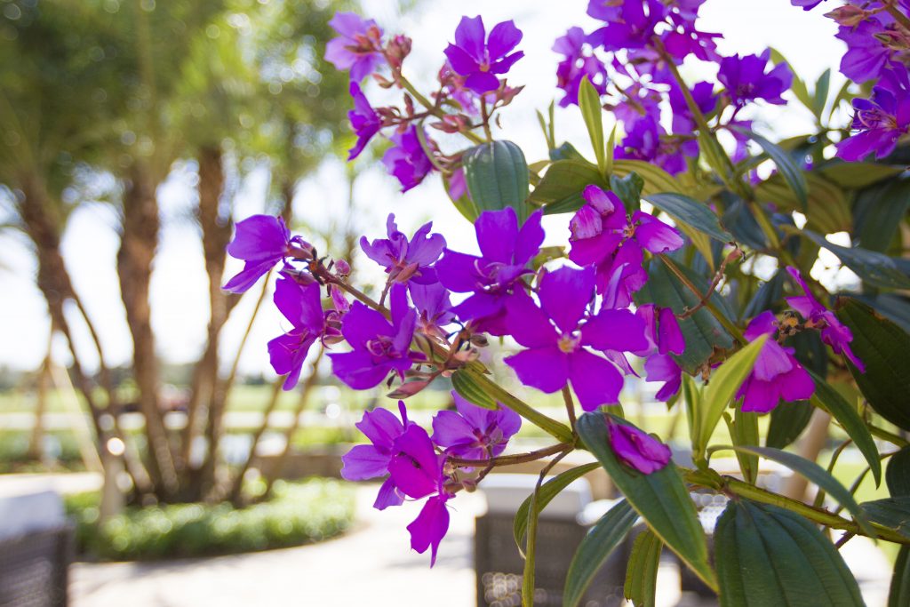 Vibrant purple flowers in focus, with blurred palm trees in the background, creating a lush and tranquil outdoor setting.