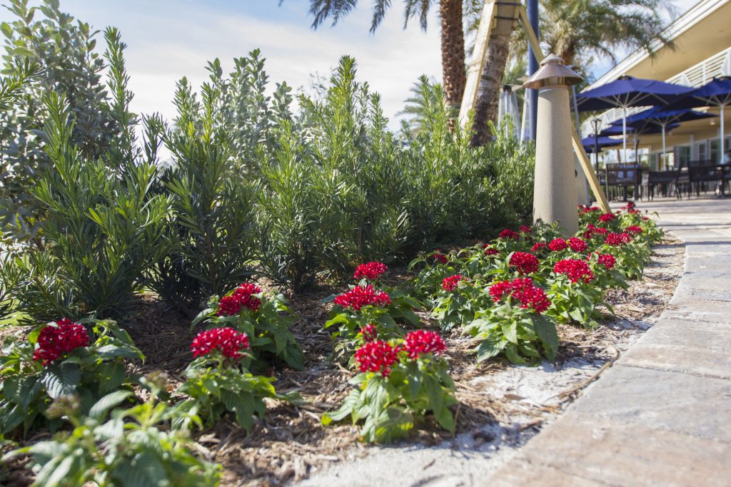 A landscaped garden with red flowers and greenery lines a stone pathway, leading to an outdoor seating area with blue umbrellas.