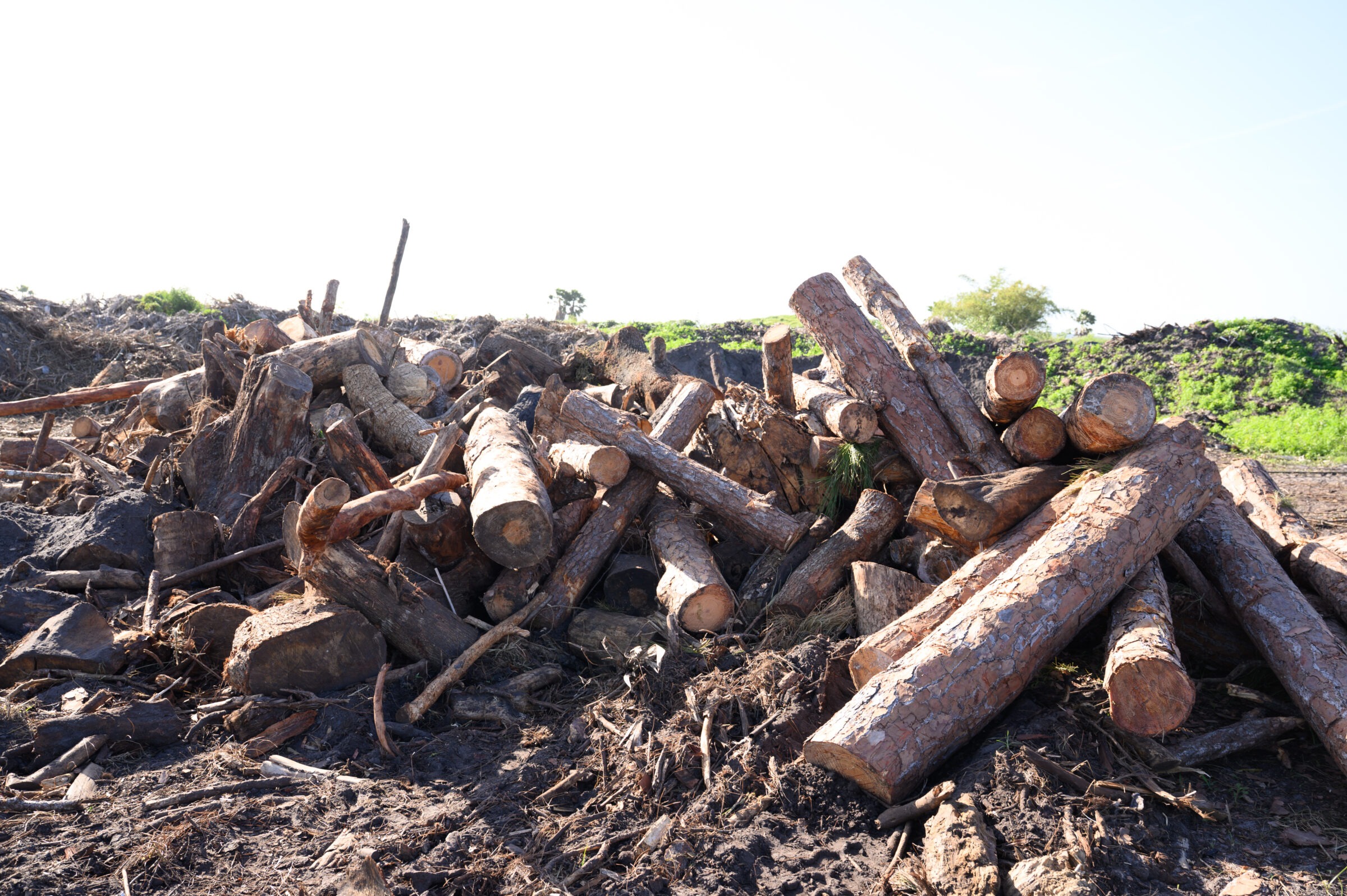 Pile of cut logs and branches on muddy ground, with green foliage in the background under a clear sky.